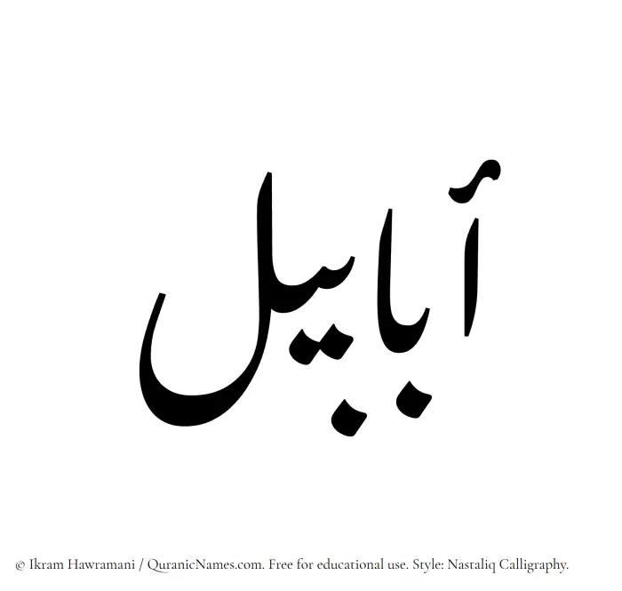 The Muslim name word Ababil written in Nastaliq calligraphic script