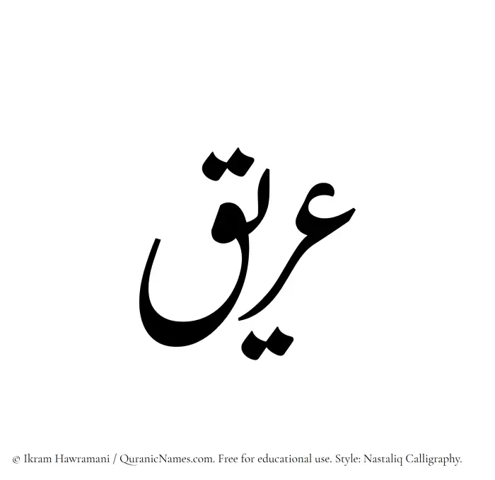 The Muslim name word Areeq written in Nastaliq calligraphic script
