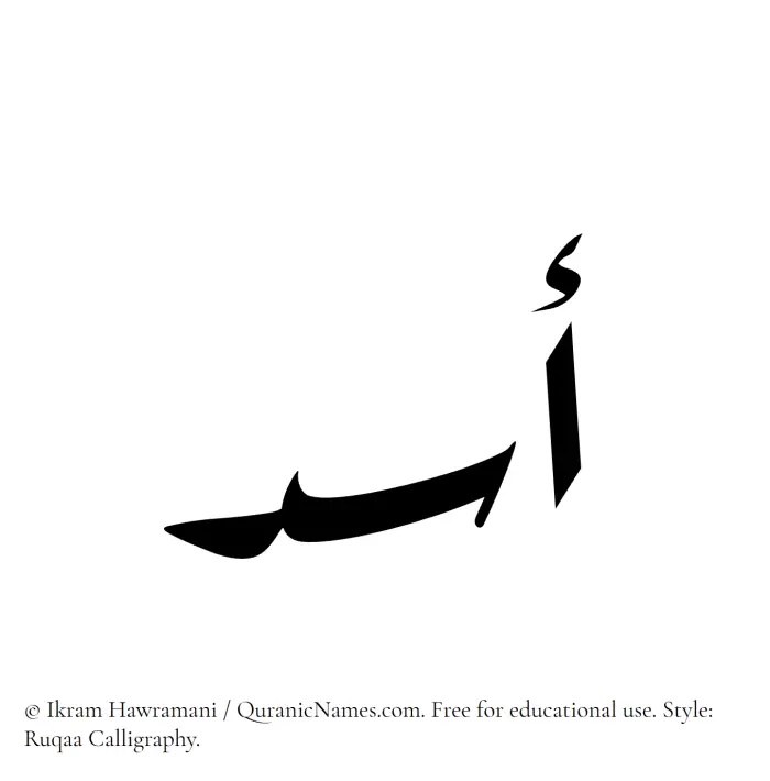 The Muslim name Asad written in Ruqaa calligraphic script