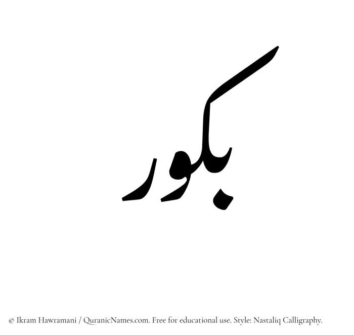 The Muslim name word Bakkur written in Nastaliq calligraphic script