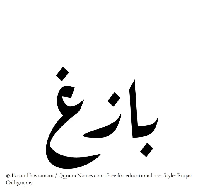 The Muslim name Bazigh written in Ruqaa calligraphic script