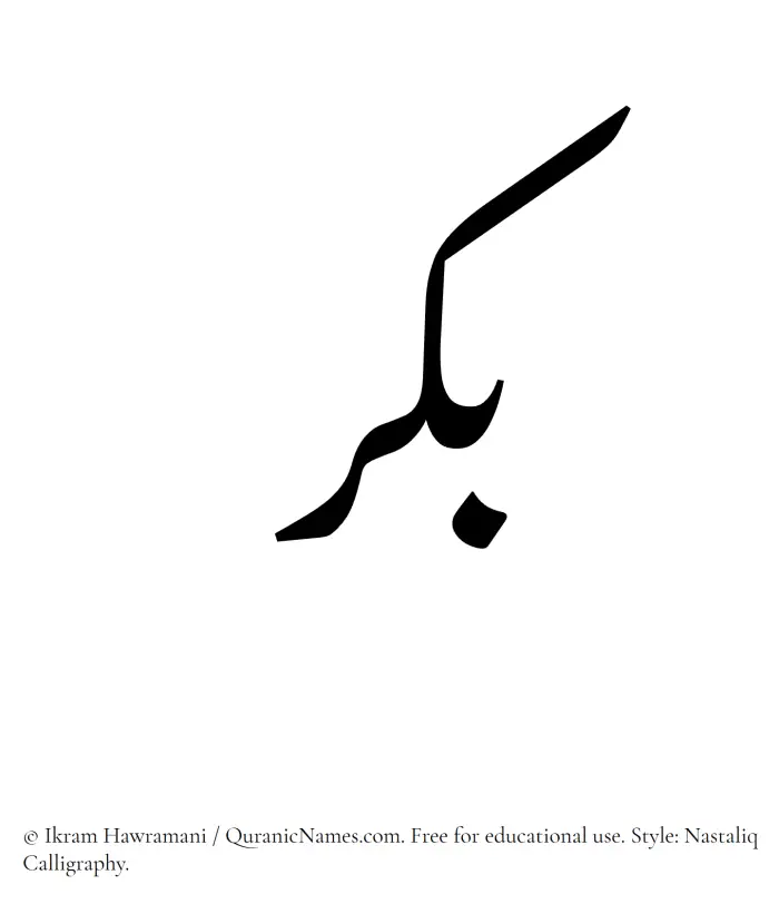 The Muslim name word Bikr written in Nastaliq calligraphic script
