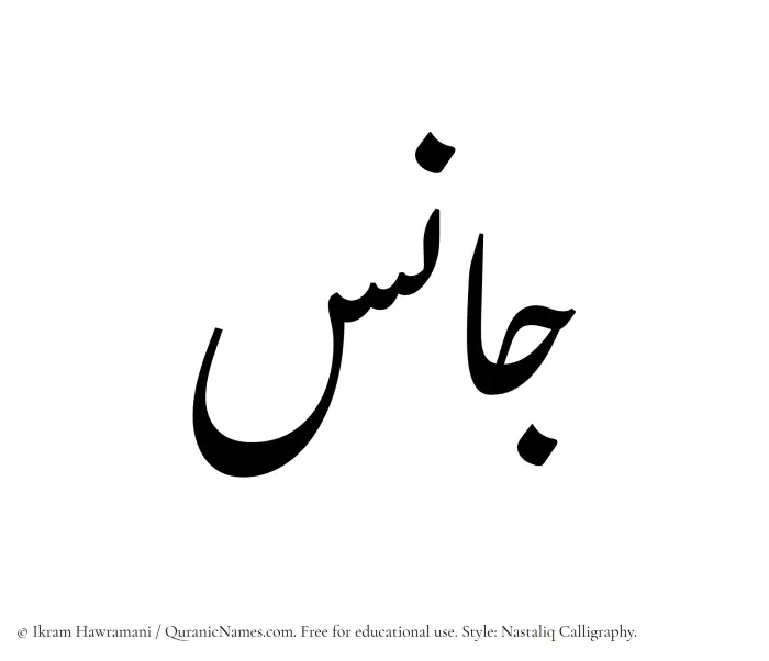 The Muslim name word Janis written in Nastaliq calligraphic script