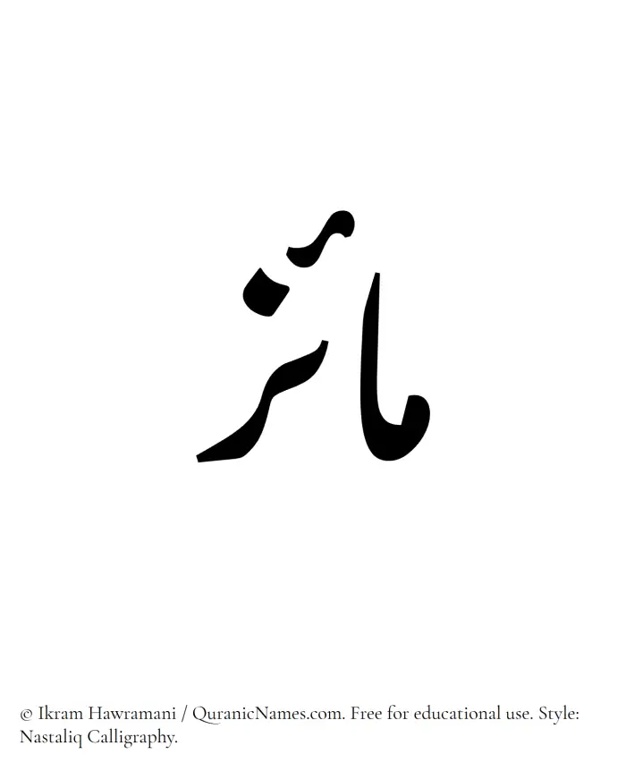 The Muslim name word Maiz written in Nastaliq calligraphic script