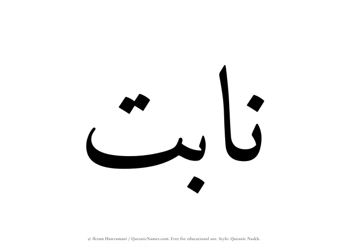 The Muslim name Nabit written in Quranic naskh script