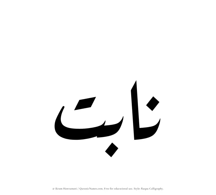 The Muslim name Nabit written in Ruqaa calligraphic script