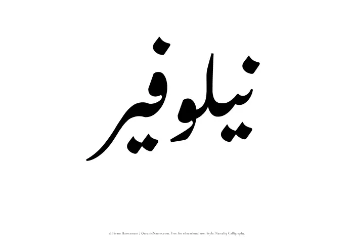 The Muslim name word Nailawfir written in Nastaliq calligraphic script
