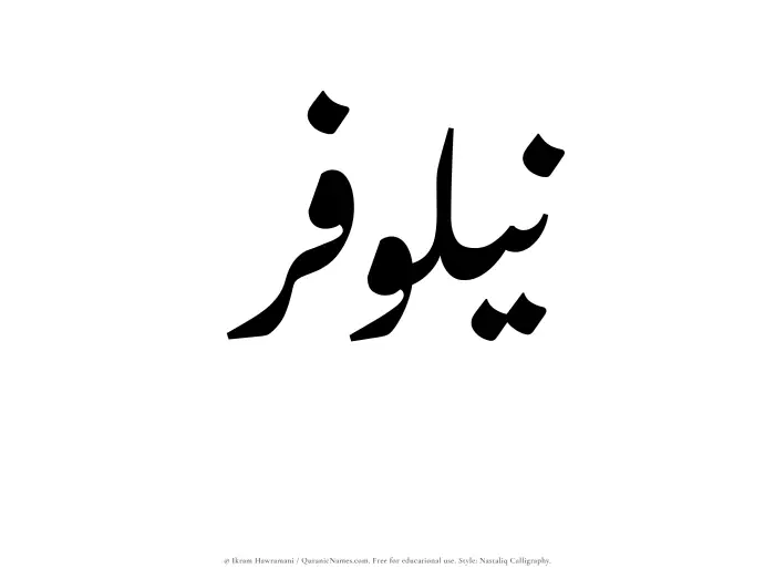 The Muslim name word Nailufar written in Nastaliq calligraphic script