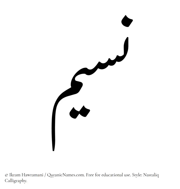 The Muslim name word Naseem written in Nastaliq calligraphic script