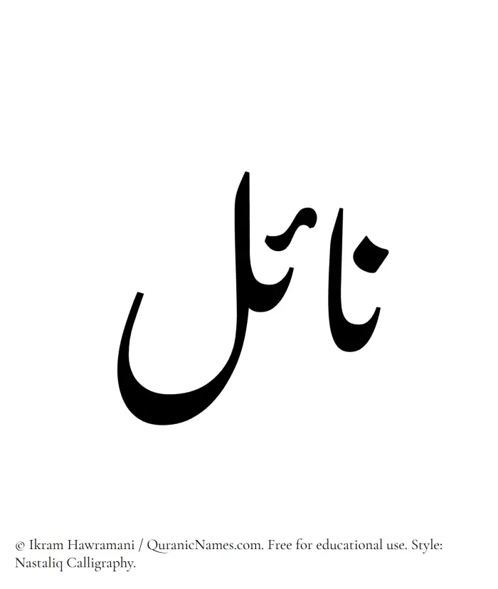 The Muslim name word Nayel written in Nastaliq calligraphic script