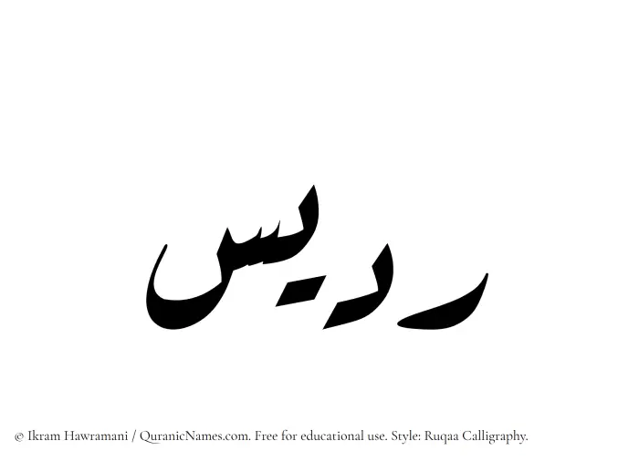 The Muslim name Riddees written in Ruqaa calligraphic script