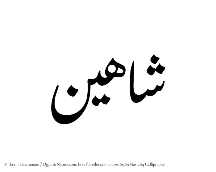 The Muslim name word Shahin written in Nastaliq calligraphic script