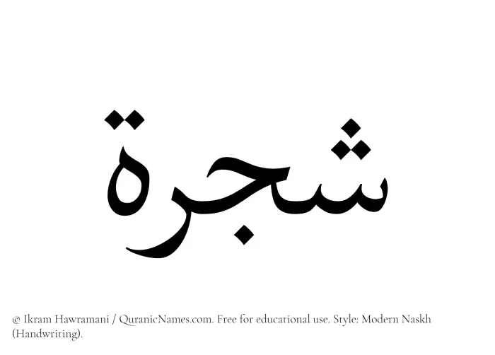 The Muslim name Shajarah written in naskh script