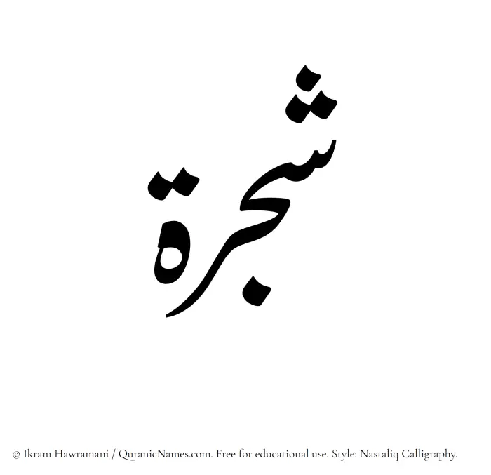 The Muslim name word Shajarah written in Nastaliq calligraphic script