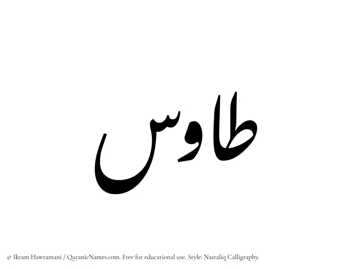 The Muslim name word Tawus written in Nastaliq calligraphic script