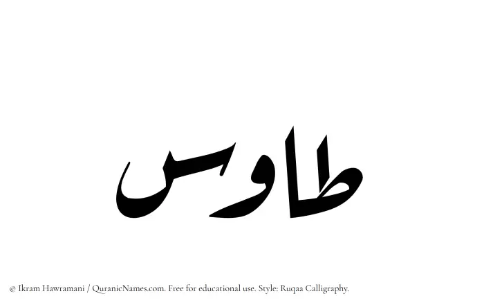The Muslim name Tawus written in Ruqaa calligraphic script