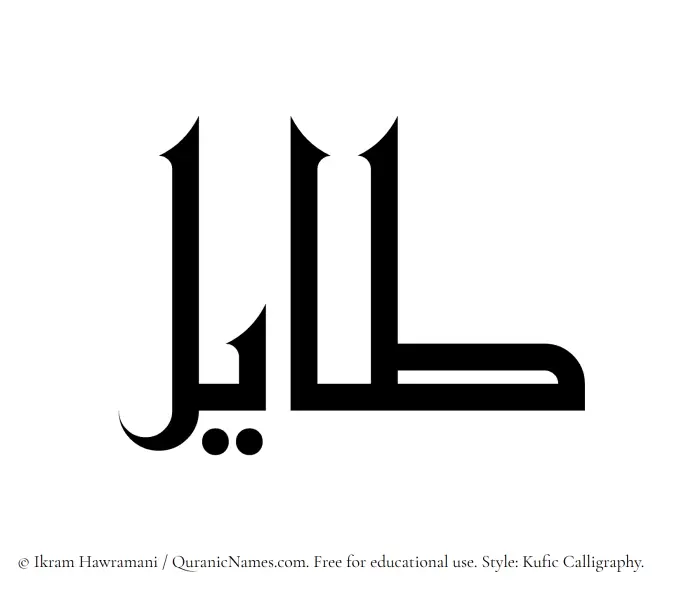The Muslim name Tayil written in Kufi/Kufic calligraphic script