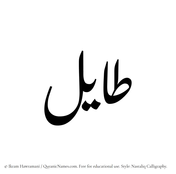The Muslim name word Tayil written in Nastaliq calligraphic script