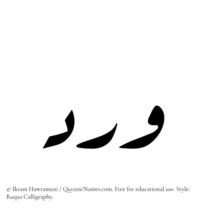The Muslim name Ward written in Ruqaa calligraphic script